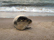 kleine Robbe in Grenen