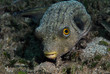 Pufferfish (Indonésie, Manado)