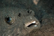 Pufferfish (Indonésie, Manado)