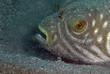 Pufferfish (Indonésie, Manado)