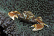 crabe procelaine (Indonésie, Manado)