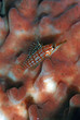 Longnose hawkfish (Indonésie - Manado)