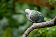Vogel