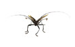 Capricorn beetle