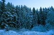 snow-covered firs