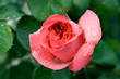 Foto: Rose Rose