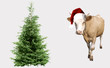 Christmas tree and a calf