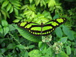 Philaethria dido, Regenwald Amazonas - Brasilien