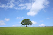 Oak In Spring