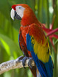 Arara Arara