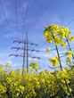 Raps unter Hochspannung