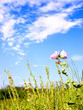 Pink flower in the field