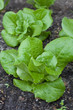 Lettuce