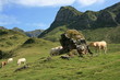 Pastoralisme entre col de Bareilles et  lac d'Ourrec (Pyrénées)