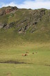 Pastoralisme entre col de Bareilles et  lac d'Ourrec (Pyrénées)