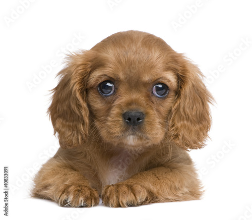 Cavalier King Charles puppy (7 weeks)
