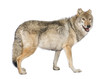 old European wolf - Canis lupus lupus