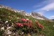 Alpenrosen