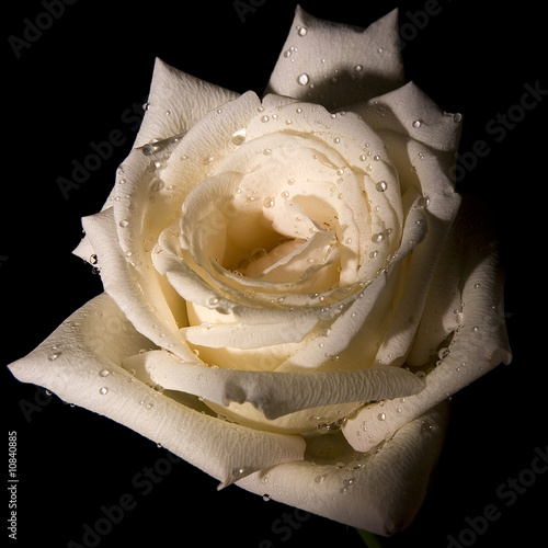 DECORATIVE WHITE ROSE DECORATIVE WHITE ROSE
