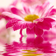 Closeup of pink daisy-gerbera reflected in the water