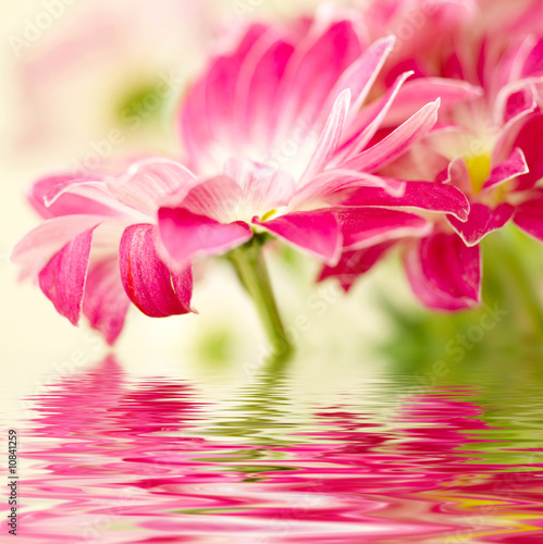 Closeup of photo  pink daisy-gerbera