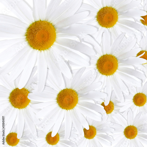 White+daisies+background