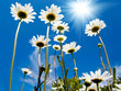 White daisies on blue sky background