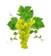 Ornamental grape with leaves Ornamental grape with leaves