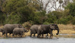 Elefanten (Loxodonta africana) im Okavango Delta, Botswana