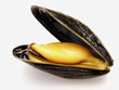 moule