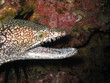 murene à dents de verre. glass moray eel.