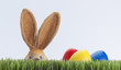 ei ei osterhase rot gelb blau ei ei osterhase rot gelb blau