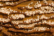Ants working group.