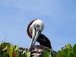 Pelikan