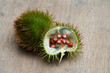 Annatto, open pod leaning on closed pod Annatto, open pod leaning on closed pod