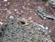 Iguana