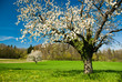 Blossoming trees in spring
