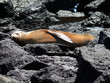 Seelöwe