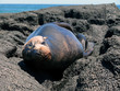 Seelöwe