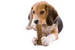 This is my bone This is my bone