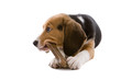 Busy chewing Busy chewing