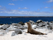 Seelöwe