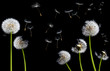 silhouettes of dandelions silhouettes of dandelions