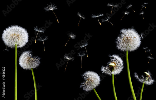 Photo: silhouettes of dandelions silhouettes of dandelions