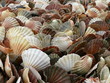 Plan de coquilles Saint-Jacques de Normandie Plan de coquilles Saint-Jacques de Normandie