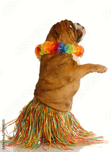 Photo: english bulldog dressed as a hula dancer english bulldog dressed as a hula dancer