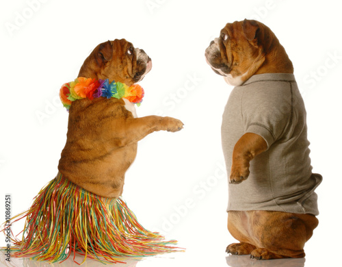 Photo: bulldog hula dancer while another one watches bulldog hula dancer while another one watches
