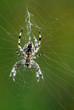 spinne, kreuzspinne