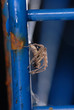 spinne, geländer, blau