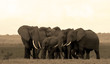 Elephant herd in Amboseli